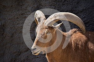 Portrait of a barbary sheep standing in fron of a grey cliff