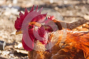 Portrait of the Bare Neck Rooster in the farm henhouse photo