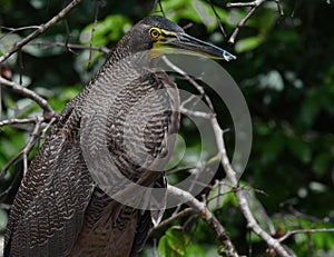 Portrait of an bare-throated Tiger-Heron - Tigrisoma mexicanum - in Costa Rica