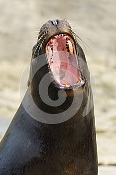Portrait of a barking South American sea lion (Otaria flavescens