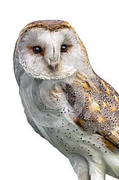 Portrait of a barn owl isolated