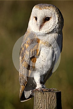Portrait of a Barn Owl