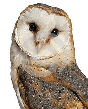 Portrait of Barn Owl, Tyto alba, in front of white background