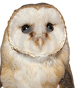 Portrait of Barn Owl, Tyto alba, in front of white background