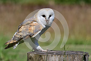 Barn owl tyto alba