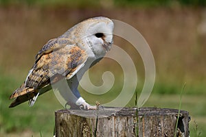 Barn owl tyto alba