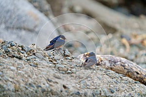 Portrait of barn swallow resting