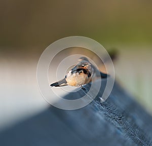 Portrait of barn swallow resting