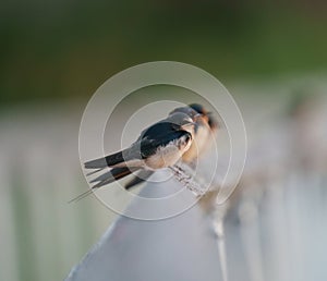 Portrait of barn swallow resting