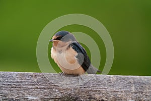 Portrait of barn swallow resting