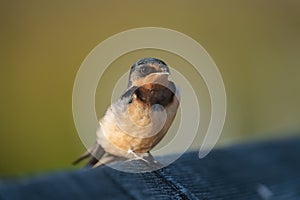 Portrait of barn swallow resting