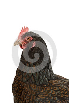 Portrait of a Barnevelder hen chicken, golden laced with black close up from the head isolated on a white background