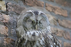 Portrait of a barred owl winking in front of a brick wall.