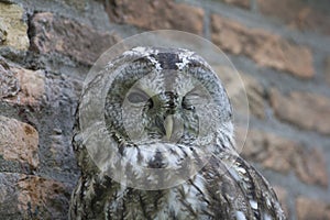 Portrait of a barred owl winking in front of brick wall