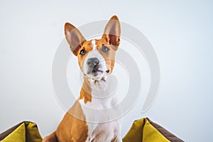 Portrait Basenji cute puppy dog sitting in dog mat on white wall background.