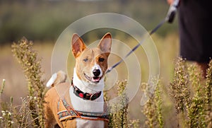 Portrait of Basenji dogs outdoors