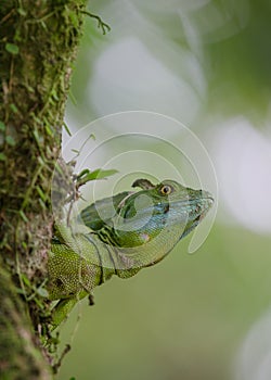 Portrait of a basilisk lizard looking around the corner of a tree outside