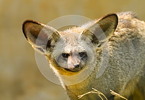 The portrait of Bat-eared fox