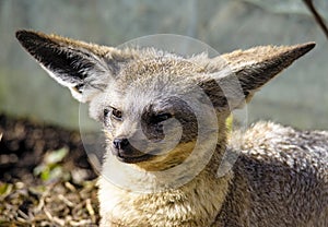 Portrait of bat-eared fox cub Otocyon megalotis