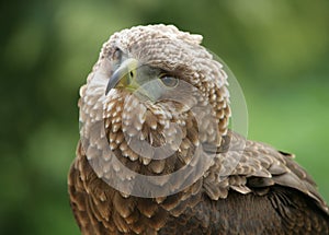 Portrait of a Bateleur Eagle