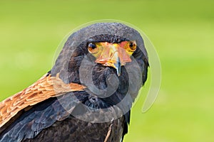 Portrait Bateleur eagle bird of prey
