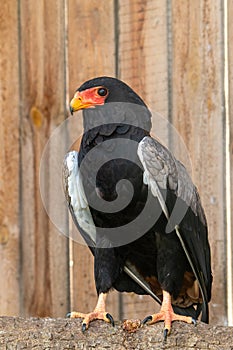 Portrait Bateleur Eagle Terathopius ecaudatus