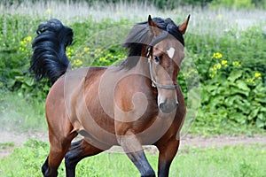 Portrait of the bay american trotter stallion in freedom