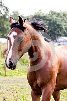 Portrait of bay arabian mare