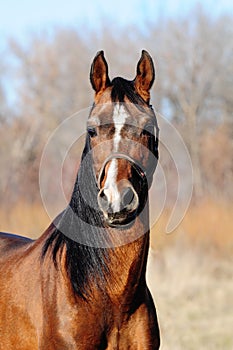 Portrait of bay arabian stallion