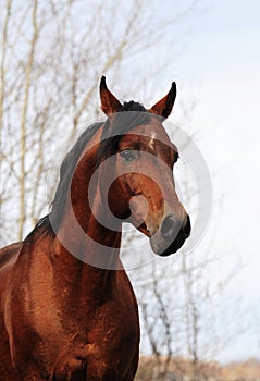 Portrait of bay arabian stallion