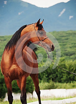 Portrait of bay arabian stallion at mountain background