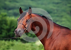 Portrait of bay arabian stallion