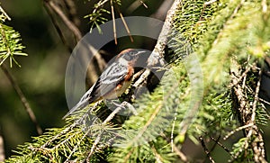 Portrait of Bay-breasted Warbler ( Setophaga castanea)