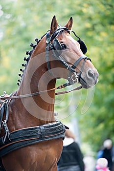 Portrait of bay carriage driving horse