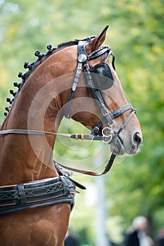 Portrait of bay carriage driving horse