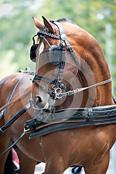 Portrait of bay carriage driving horse