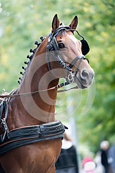 Portrait of bay carriage driving horse