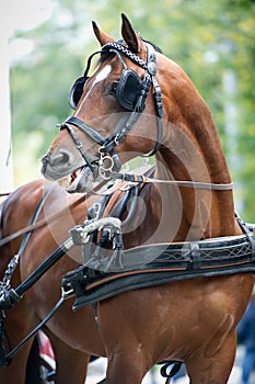 Portrait of bay carriage driving horse