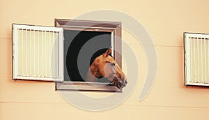 Portrait of a bay domestic curious horse that looks out of the window of a stable building. Farm and livestock