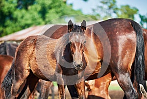 Portrait of a bay foal standing next to the mother in the herd