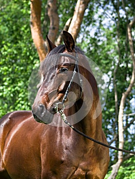 Portrait of bay hobby horse