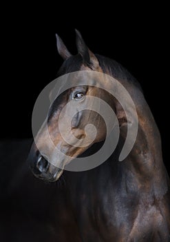 Portrait of a bay horse