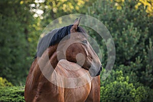 Portrait of a bay horse against a background of trees. Portrait of a horse on the loose