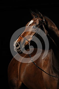 Portrait of a bay horse on the black background