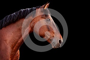 Portrait of a bay horse on black background.