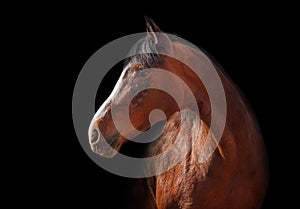 Portrait of Bay horse on a black background