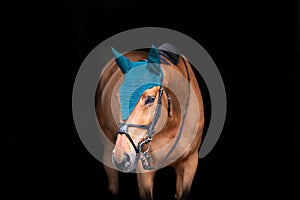 Portrait of a bay horse on a black background. A horse on a dark background in a hat