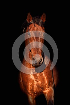 Portrait of a bay horse on black background in motion