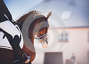 Portrait of a bay horse with a braided mane and a rider in the saddle on a sunny day. Equestrian competitions. Horse riding.