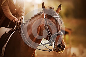 Portrait of a bay horse with a braided mane and a rider in the saddle, which is illuminated by sunlight. Equestrian sports and